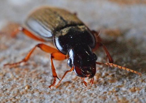 Réf. 305 861 : Pseudoophonus rufipes